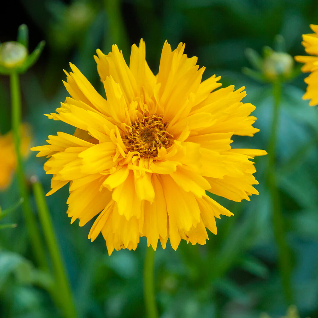 Double The Sun Coreopsis Plant - Image 3