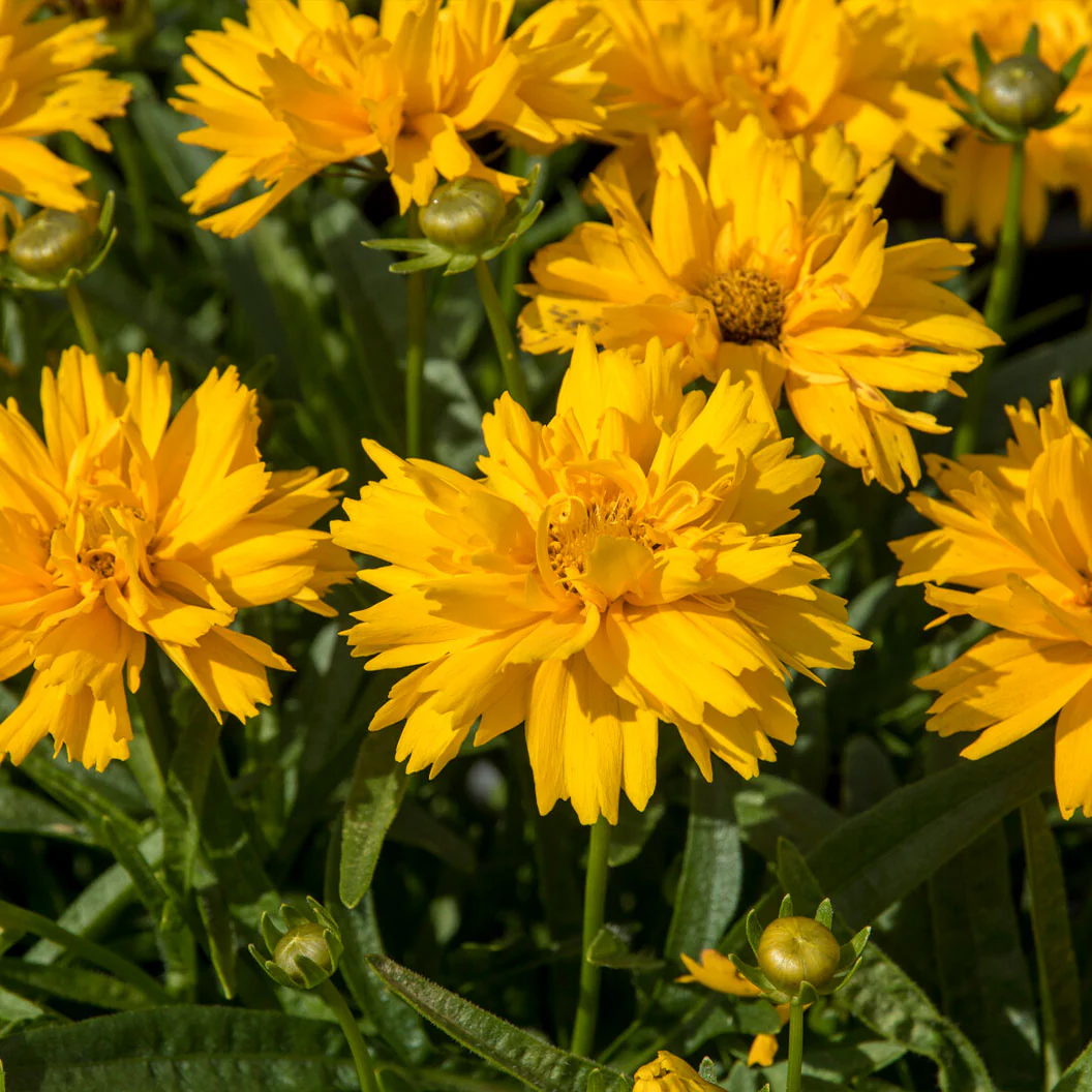 Double The Sun Coreopsis Plant - Image 4