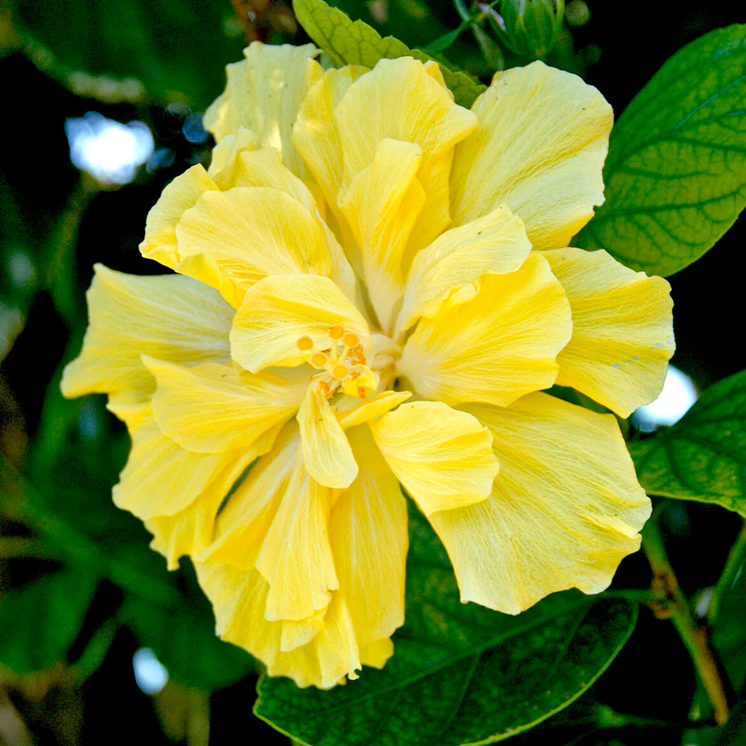 Double Yellow Standard Hibiscus Tree - Image 2