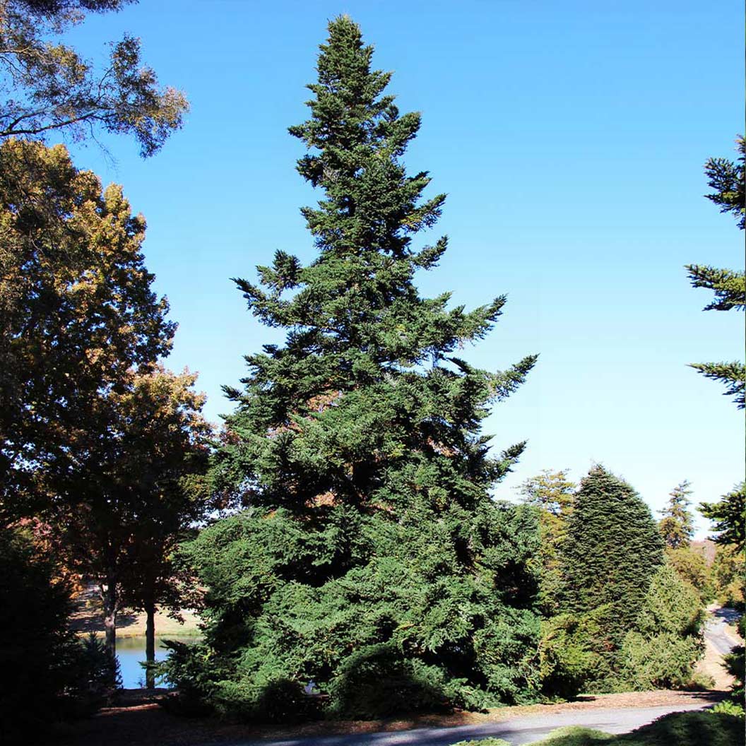 Douglas Fir Tree - Image 3