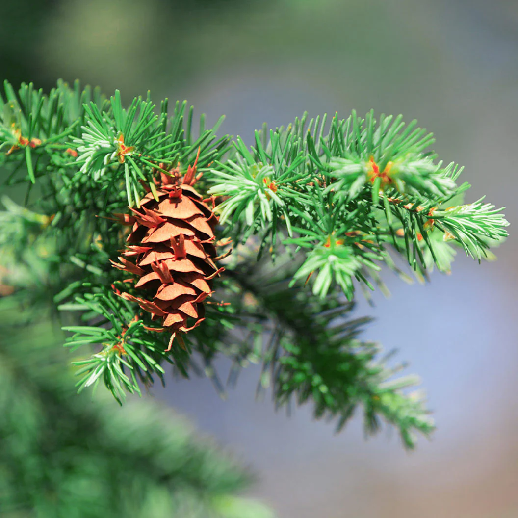 Douglas Fir Tree - Image 4