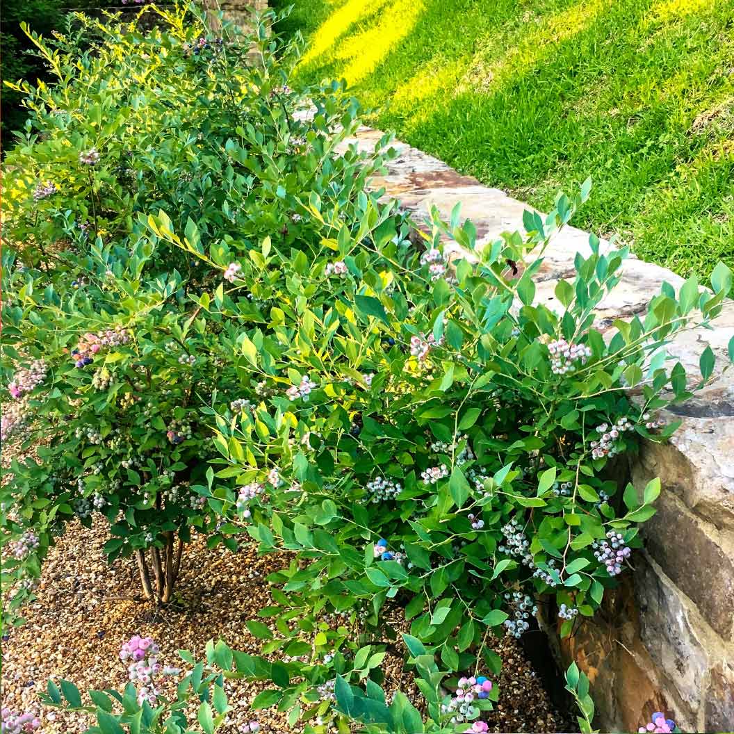 Southern Living® DownHome Harvest® Bless Your Heart® Blueberry Shrub - Image 2