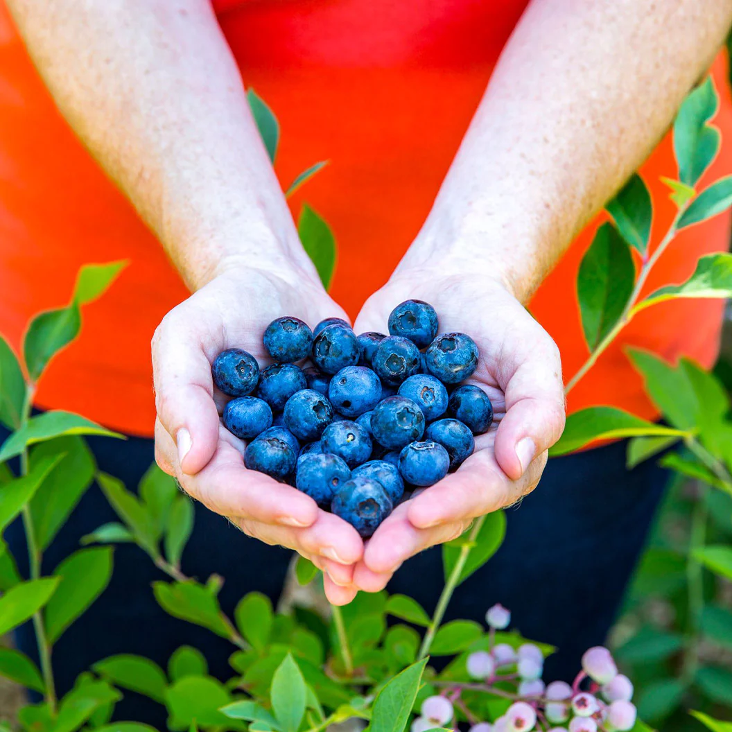 Southern Living® DownHome Harvest® Bless Your Heart® Blueberry Shrub - Image 3