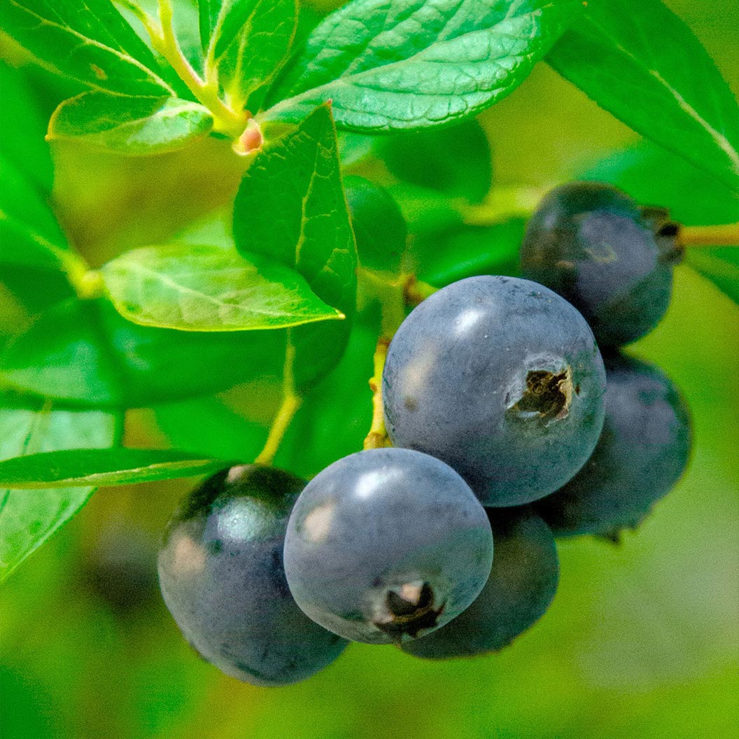 Southern Living® Downhome Harvest® Hello Darlin® Blueberry Shrub - Image 2