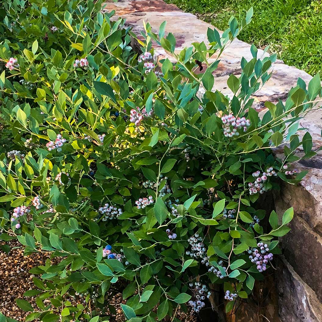 Southern Living® Downhome Harvest® Hello Darlin® Blueberry Shrub - Image 3