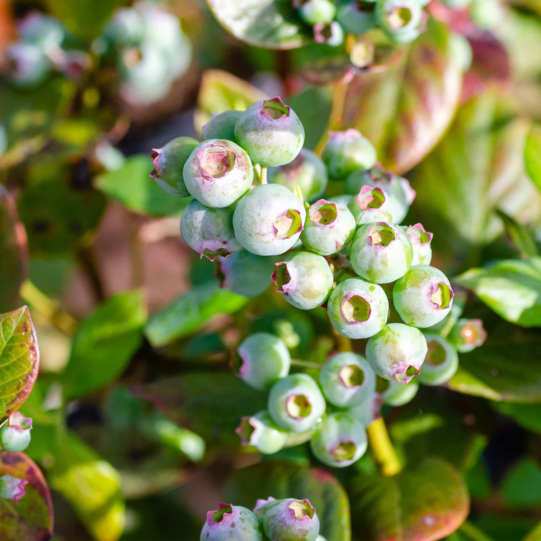Southern Living® Downhome Harvest® Hello Darlin® Blueberry Shrub - Image 4