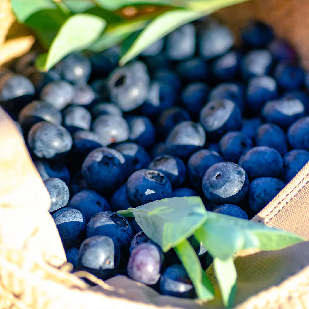Southern Living® DownHome Harvest® I Declare™ Blueberry Shrub - Image 2