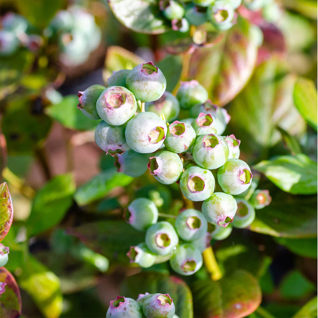 Southern Living® DownHome Harvest® I Declare™ Blueberry Shrub - Image 3