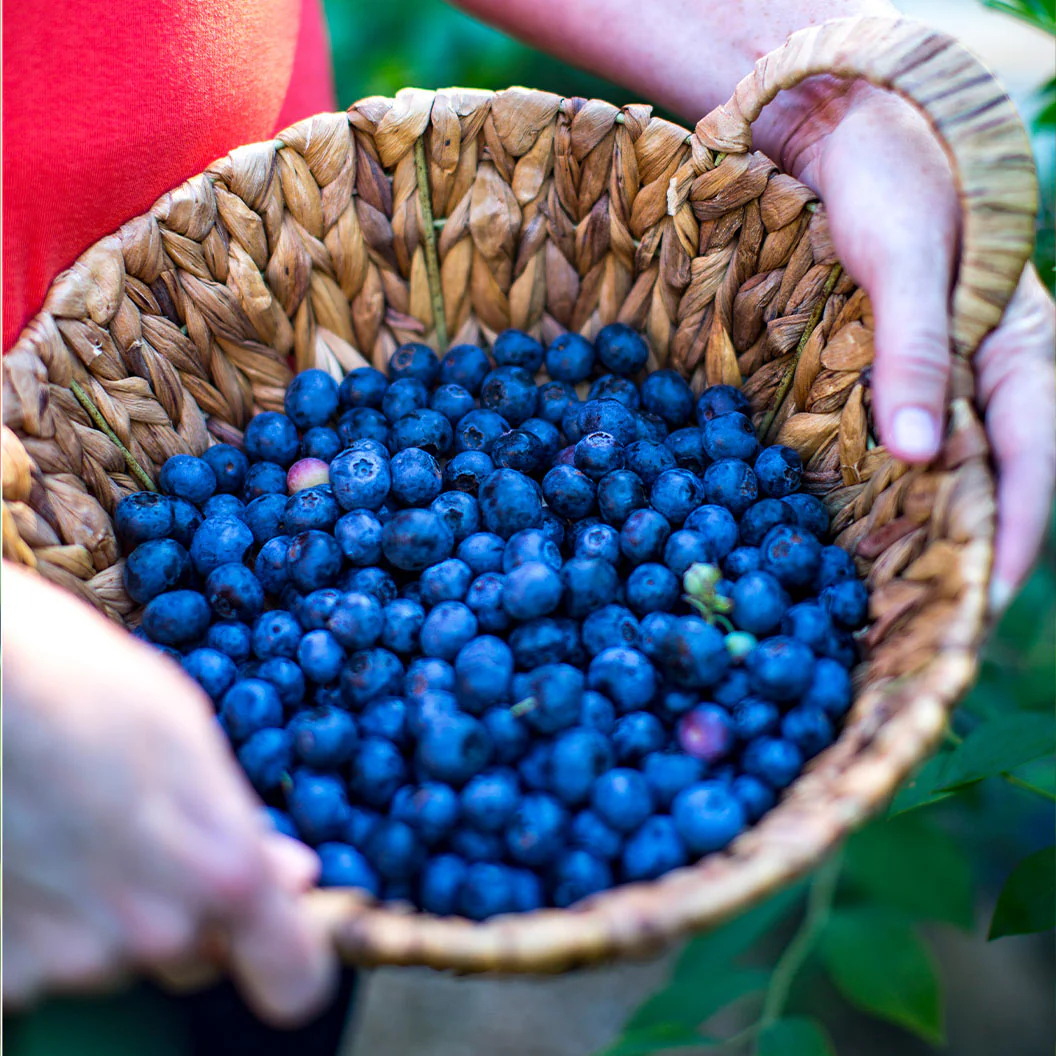 Southern Living® DownHome Harvest® I Declare™ Blueberry Shrub - Image 4