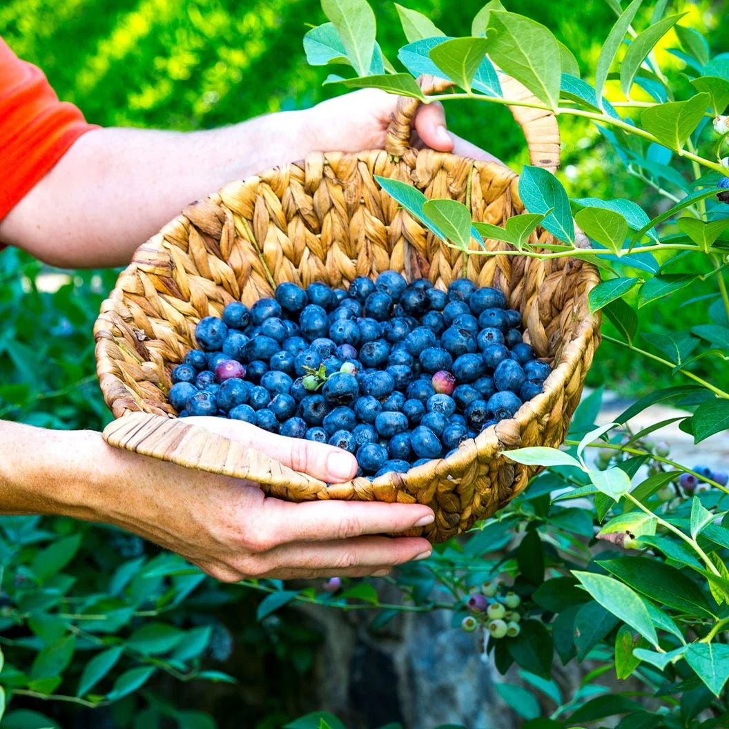 Southern Living® DownHome Harvest® Takes The Cake® Blueberry Shrub - Image 2