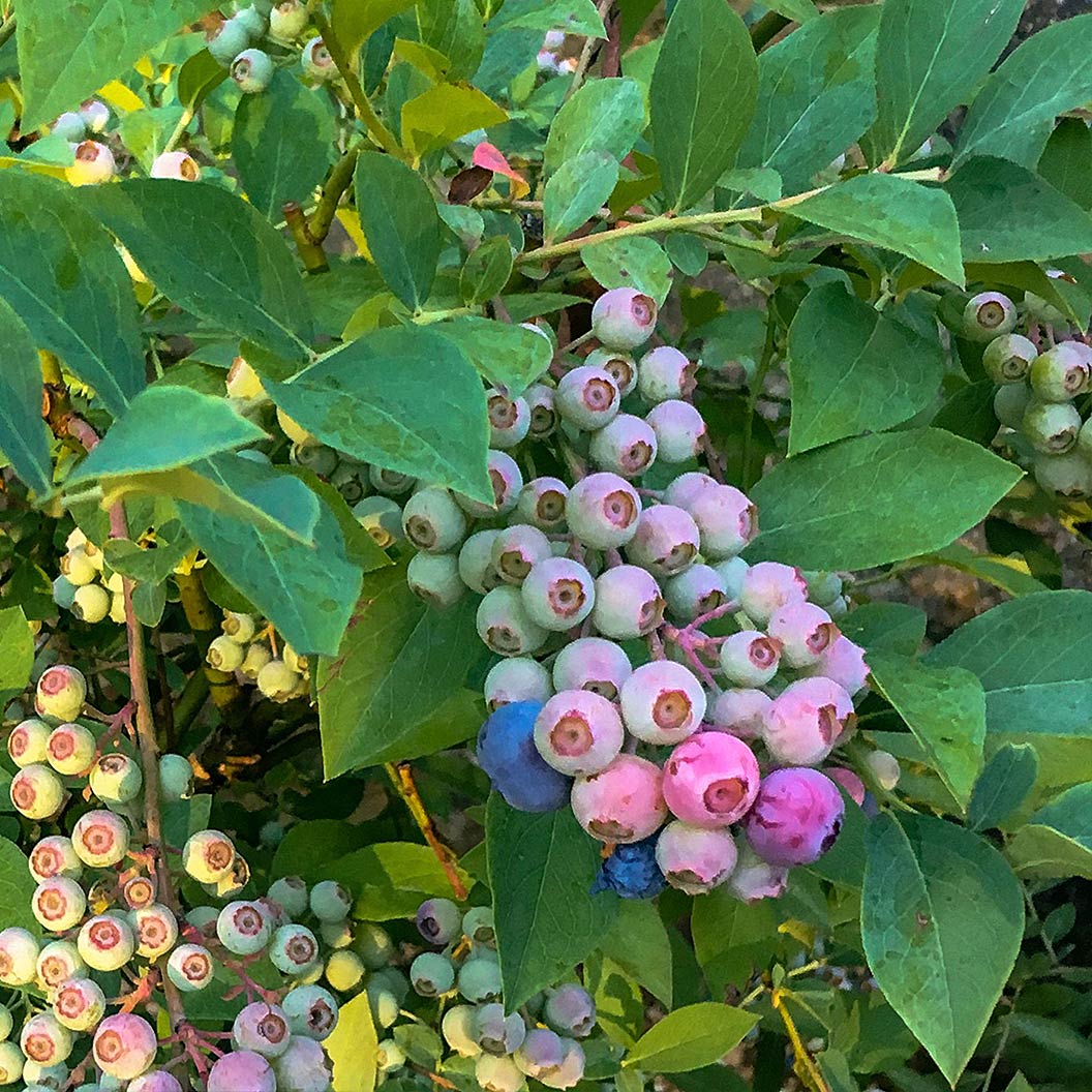 Southern Living® DownHome Harvest® Takes The Cake® Blueberry Shrub - Image 3
