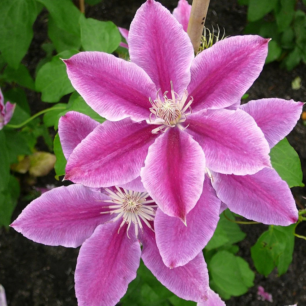 Dr. Ruppel Clematis Vine - Image 2