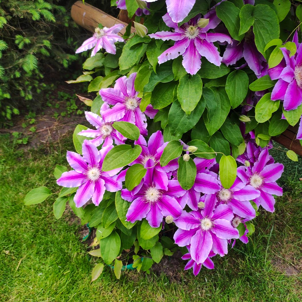 Dr. Ruppel Clematis Vine - Image 3