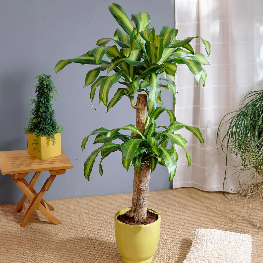 Dracaena' Corn Plant - Image 3
