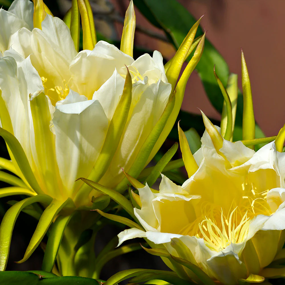 Dragon Fruit Cactus Plant - Image 4