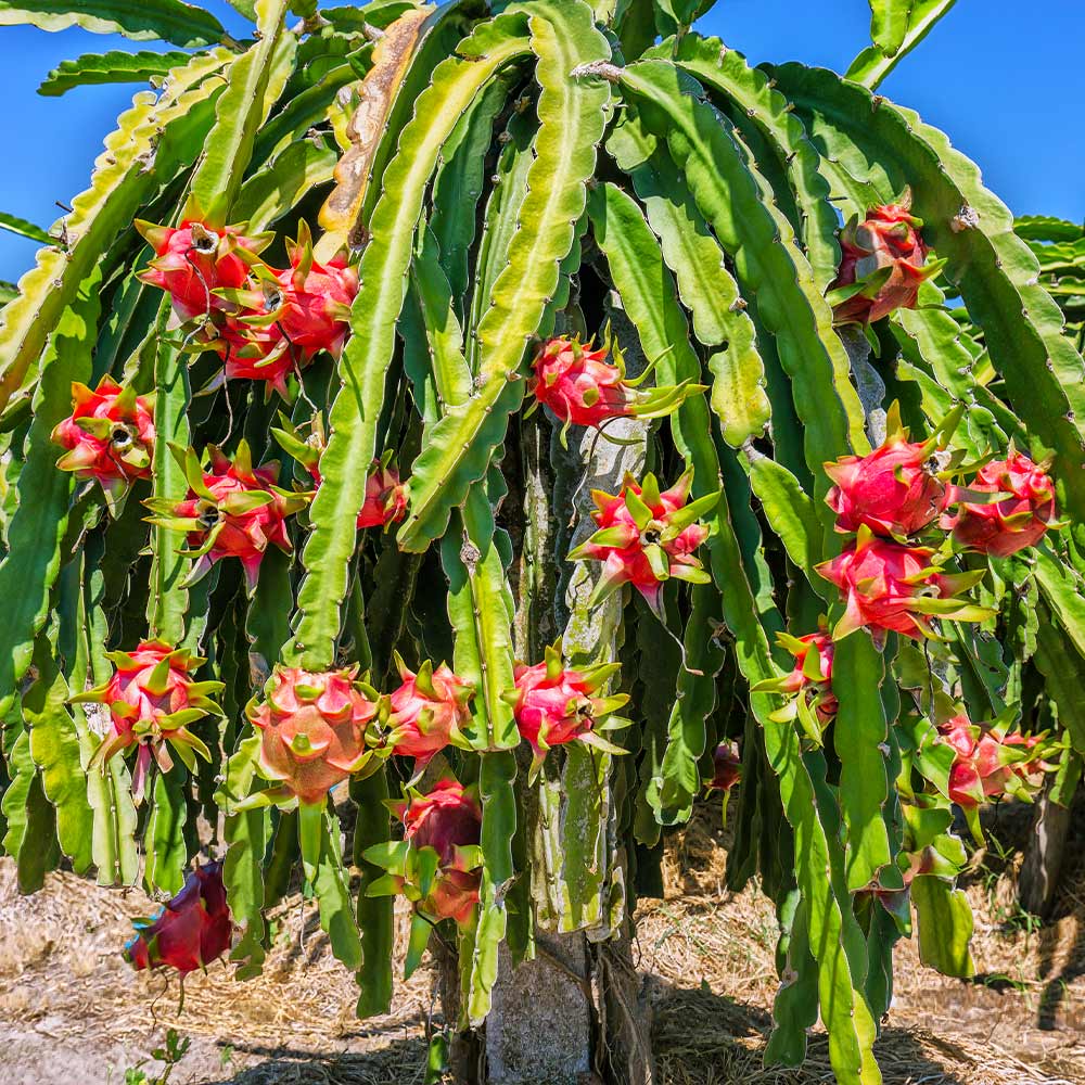 Dragon Fruit Cactus Plant - USDA Organic - Image 2