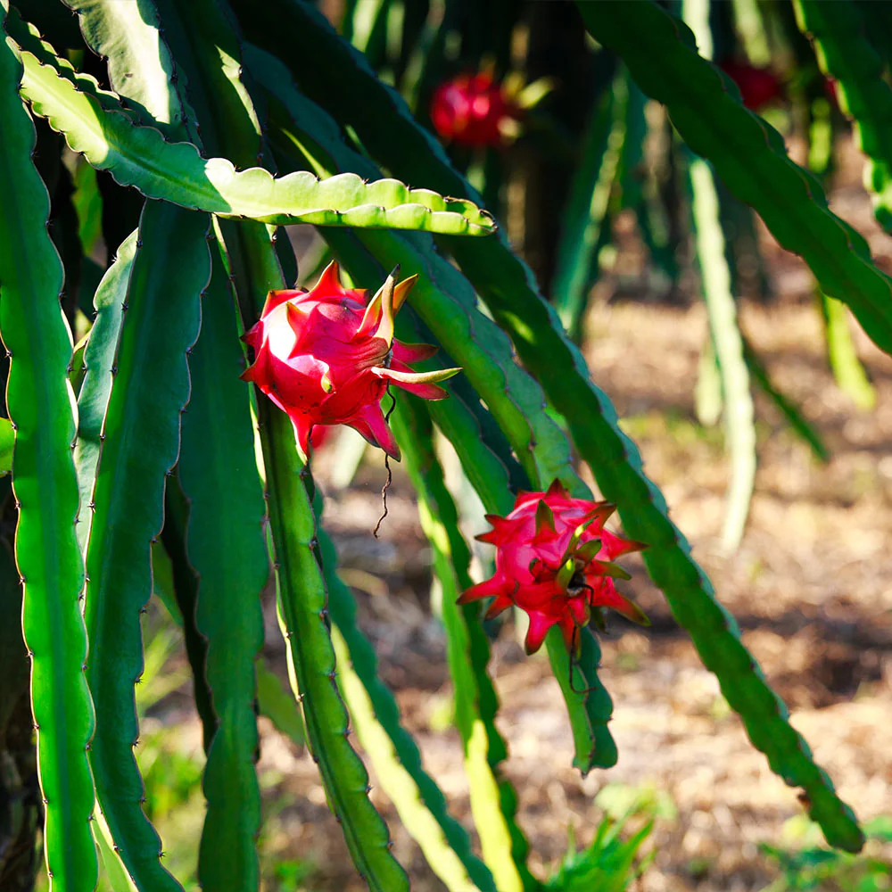 Dragon Fruit Cactus Plant - USDA Organic - Image 6