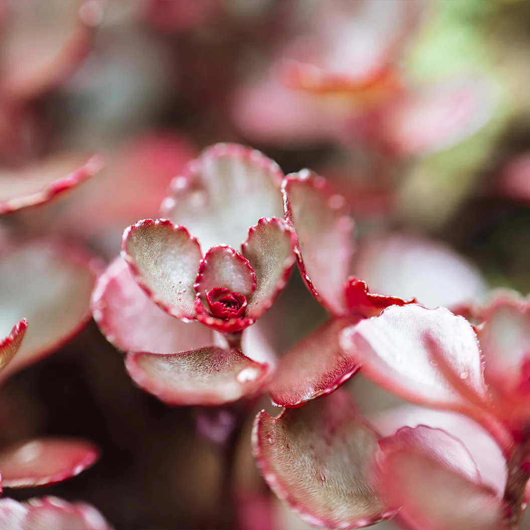 Dragon's Blood Sedum Plant - Image 2