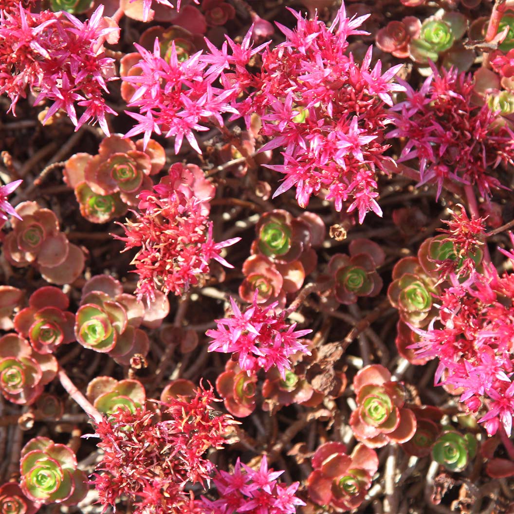 Dragon's Blood Sedum Plant - Image 3
