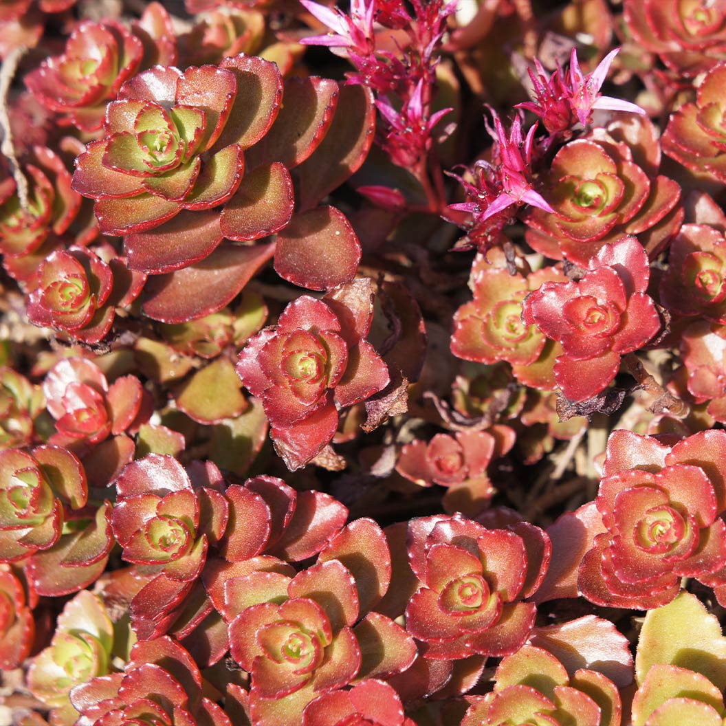 Dragon's Blood Sedum Plant - Image 4