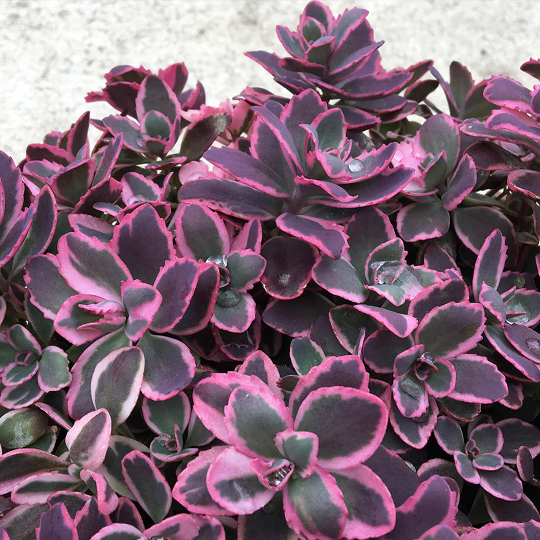 Sunsparkler® Dream Dazzler Sedum Plant - Image 2