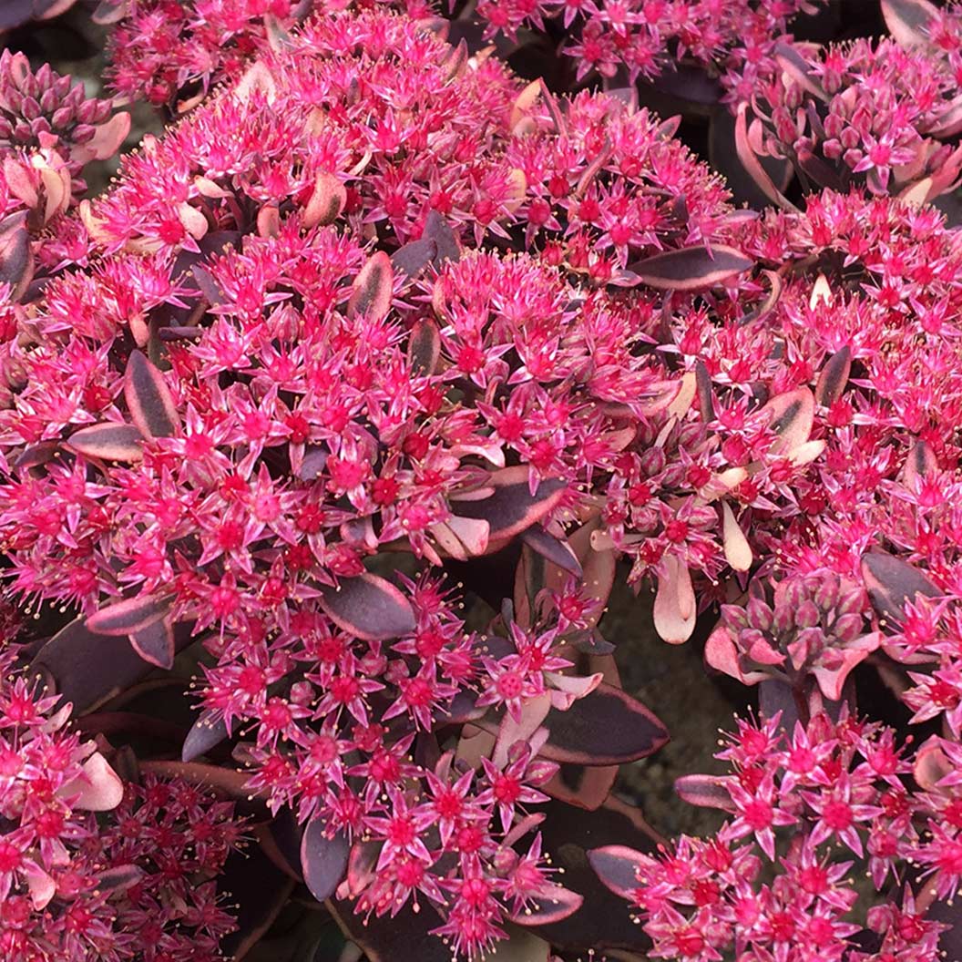 Sunsparkler® Dream Dazzler Sedum Plant - Image 3