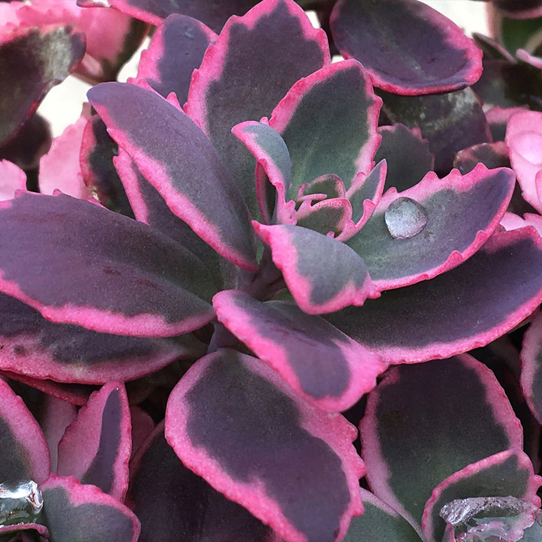 Sunsparkler® Dream Dazzler Sedum Plant - Image 4