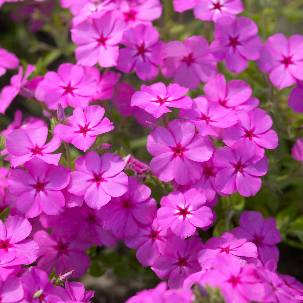 Drummond's Pink Creeping Phlox - Image 2