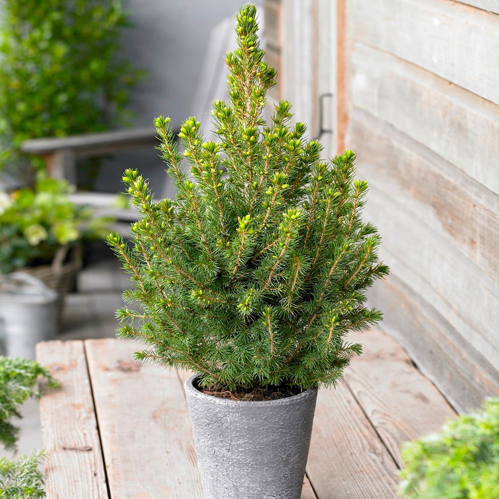 Dwarf Alberta Spruce - Image 4
