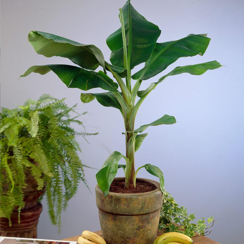 Dwarf Cavendish Banana Tree - Image 3