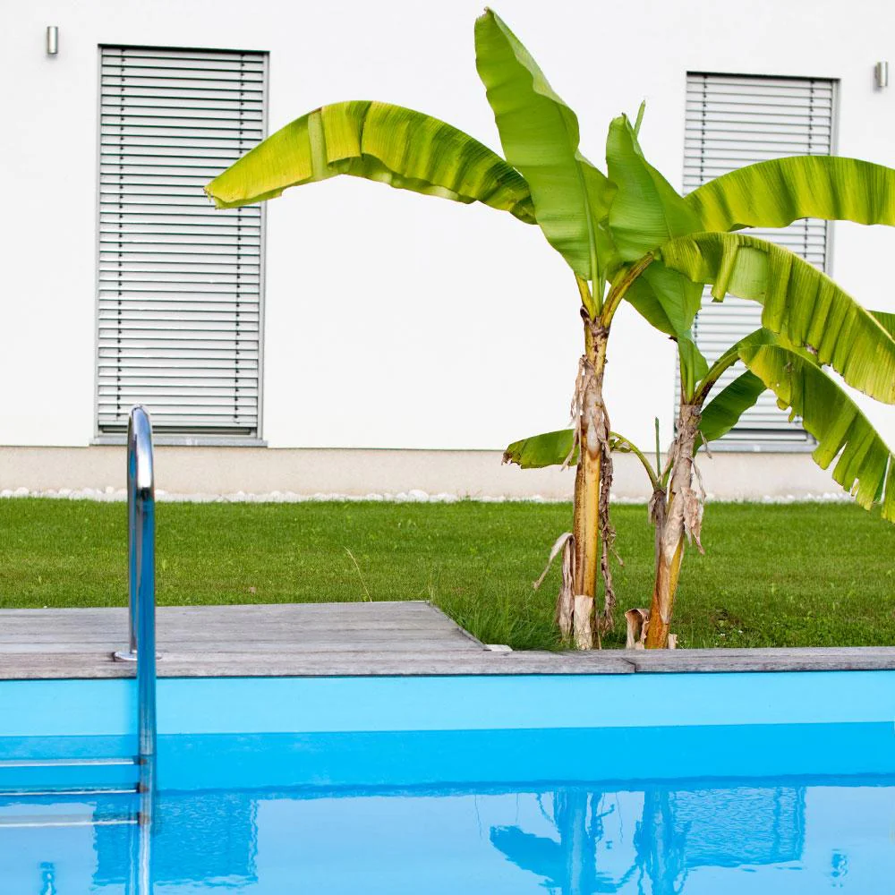 Dwarf Cavendish Banana Tree - Image 4