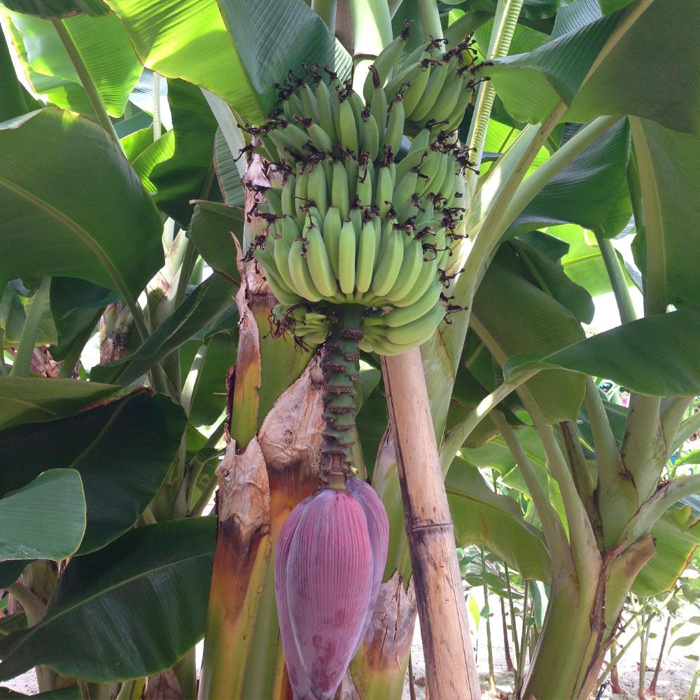 Dwarf Cavendish Banana Tree - Image 5