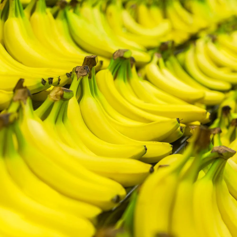 Dwarf Cavendish Banana Tree - Image 6