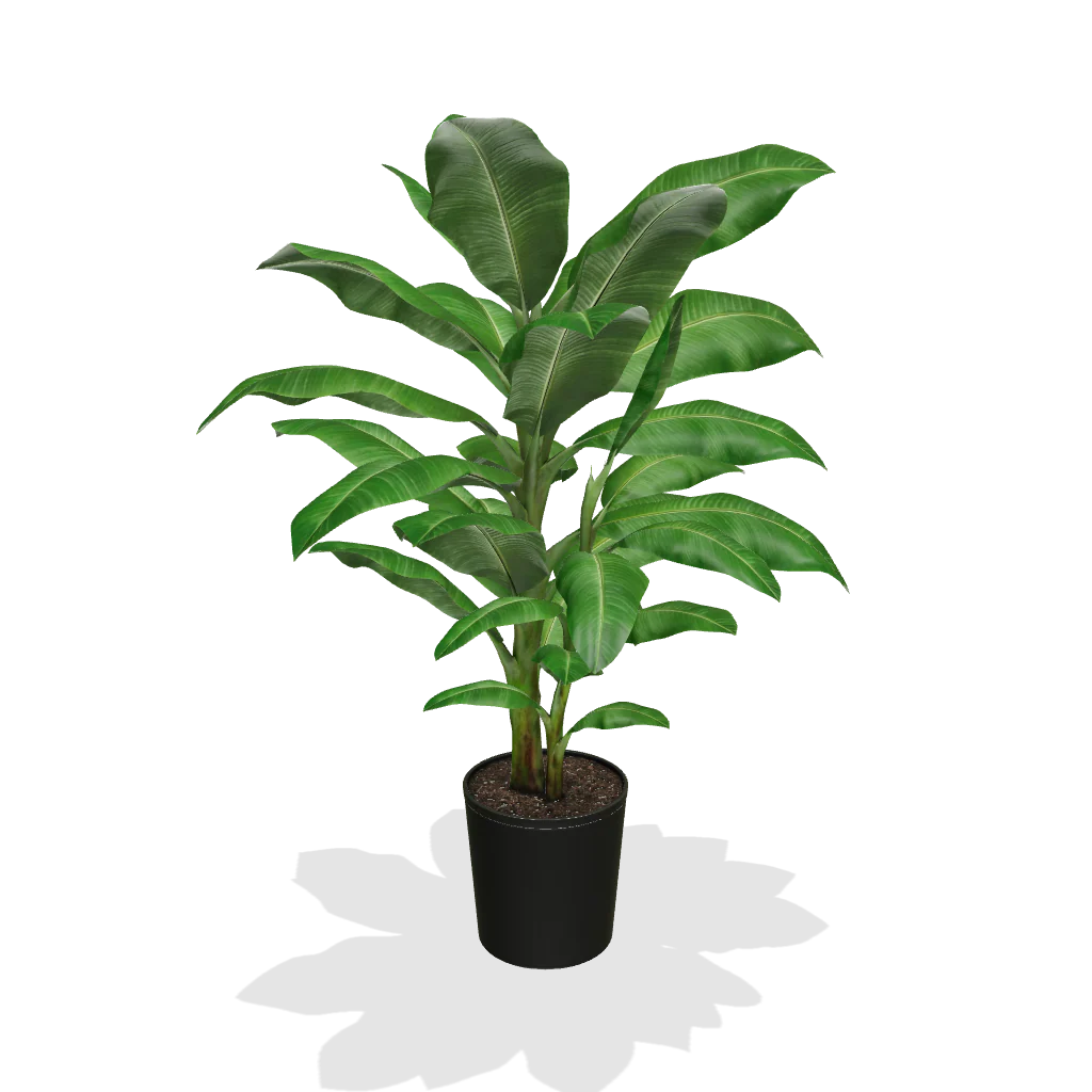 Dwarf Cavendish Banana Tree - Image 7