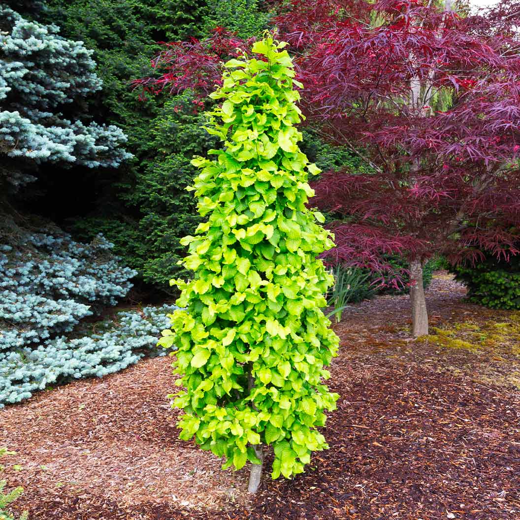 Dwarf Columnar Hornbeam Tree - Image 2