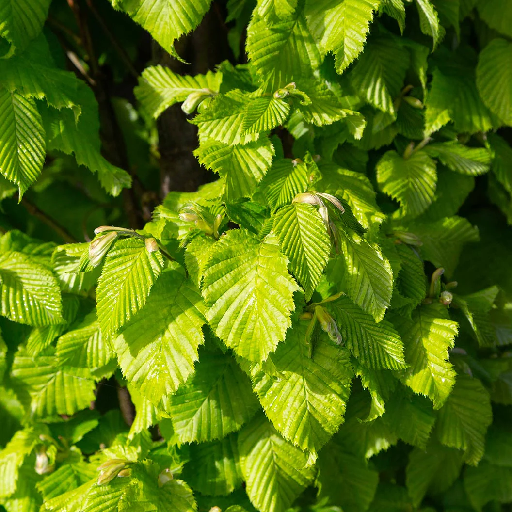 Dwarf Columnar Hornbeam Tree - Image 3