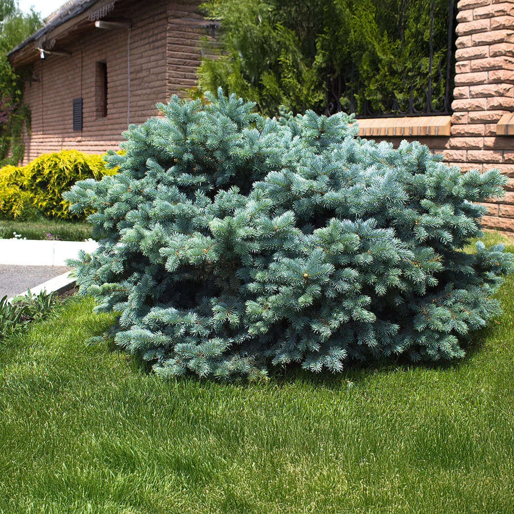 Dwarf Globe Blue Spruce - Image 2