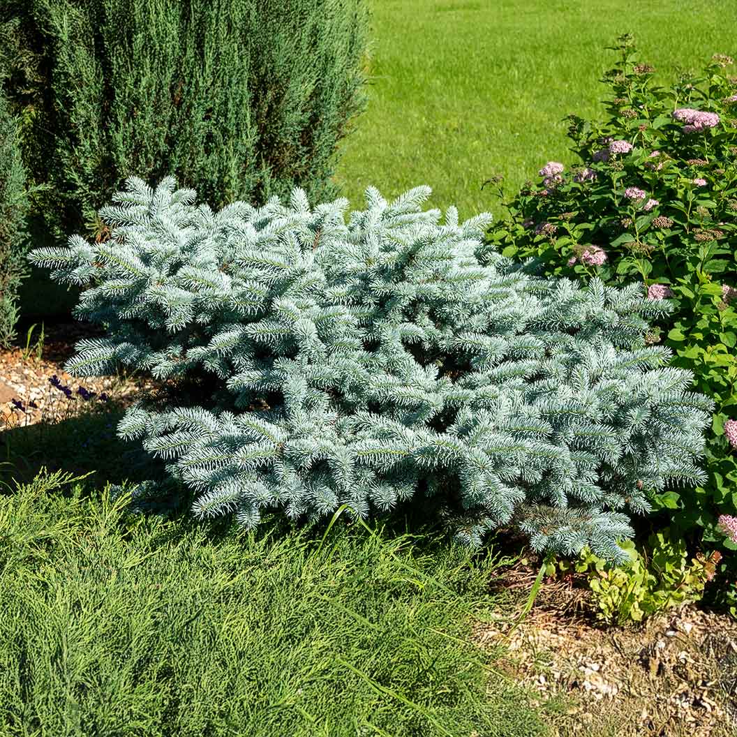 Dwarf Globe Blue Spruce - Image 3