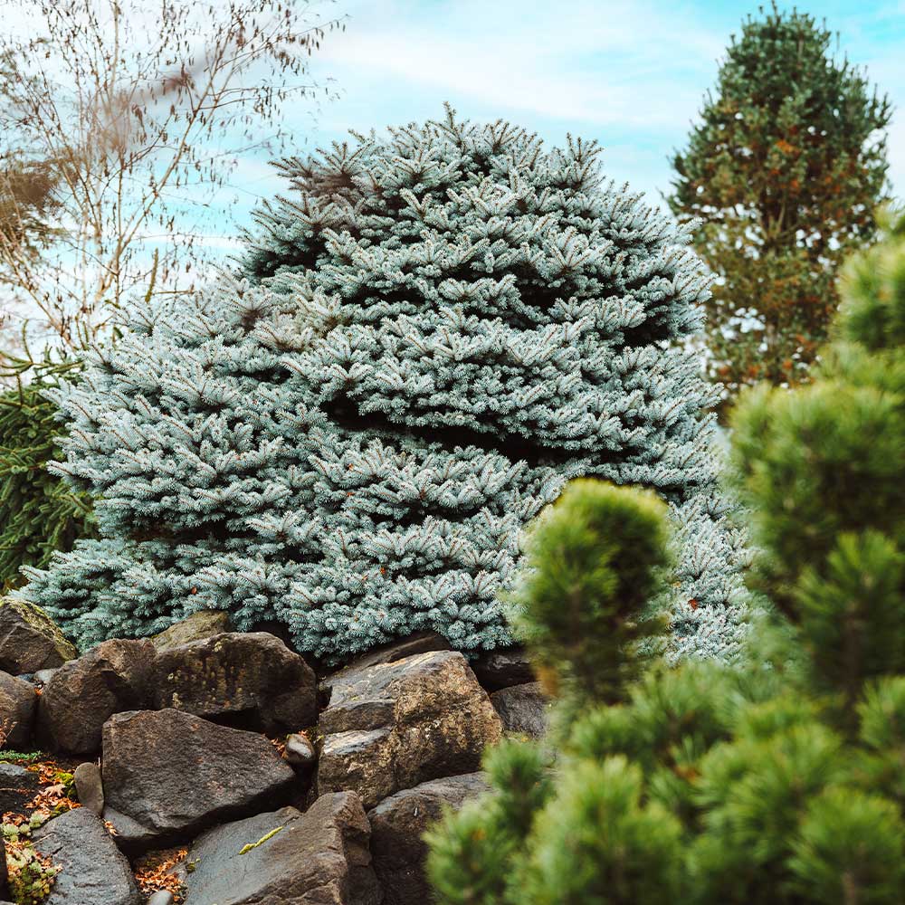 Dwarf Globe Blue Spruce - Image 4