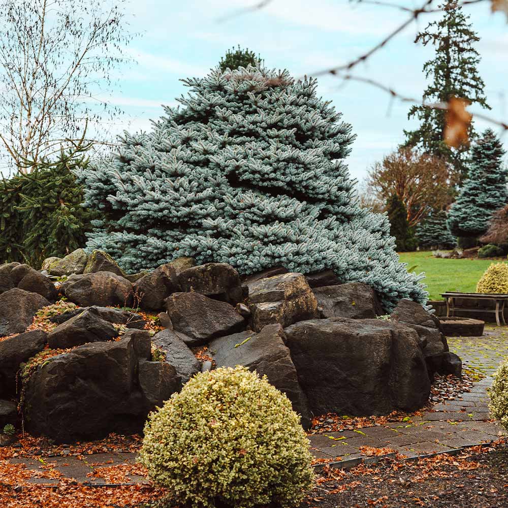 Dwarf Globe Blue Spruce - Image 5