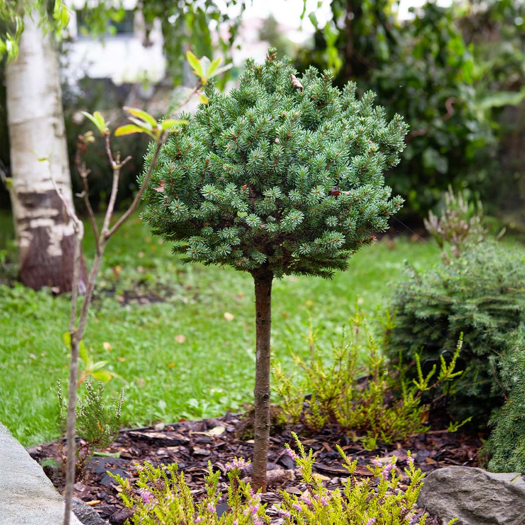Dwarf Globe Blue Spruce Tree - Image 2