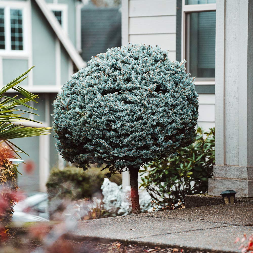 Dwarf Globe Blue Spruce Tree - Image 3