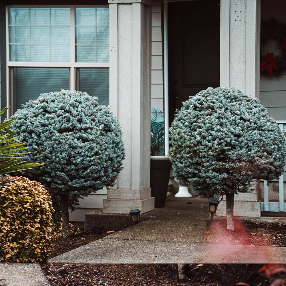Dwarf Globe Blue Spruce Tree - Image 4