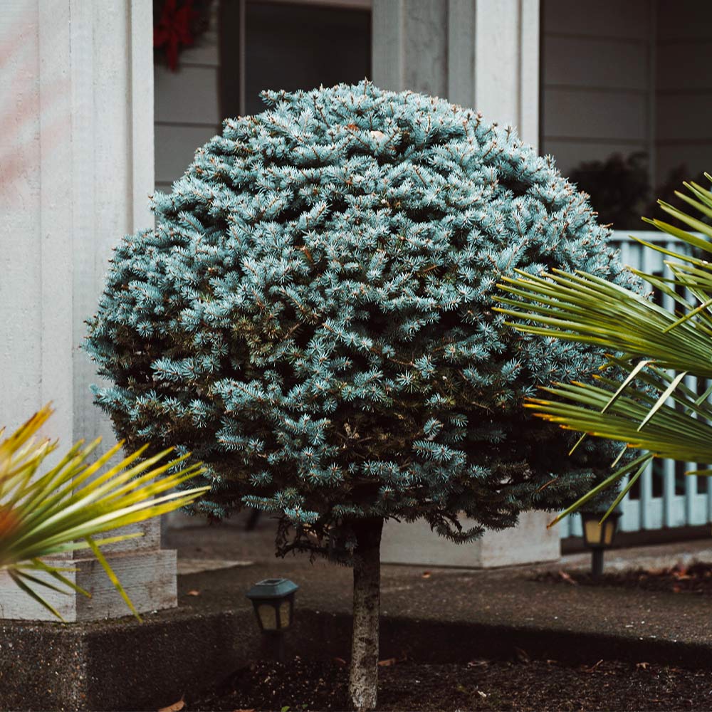 Dwarf Globe Blue Spruce Tree - Image 5