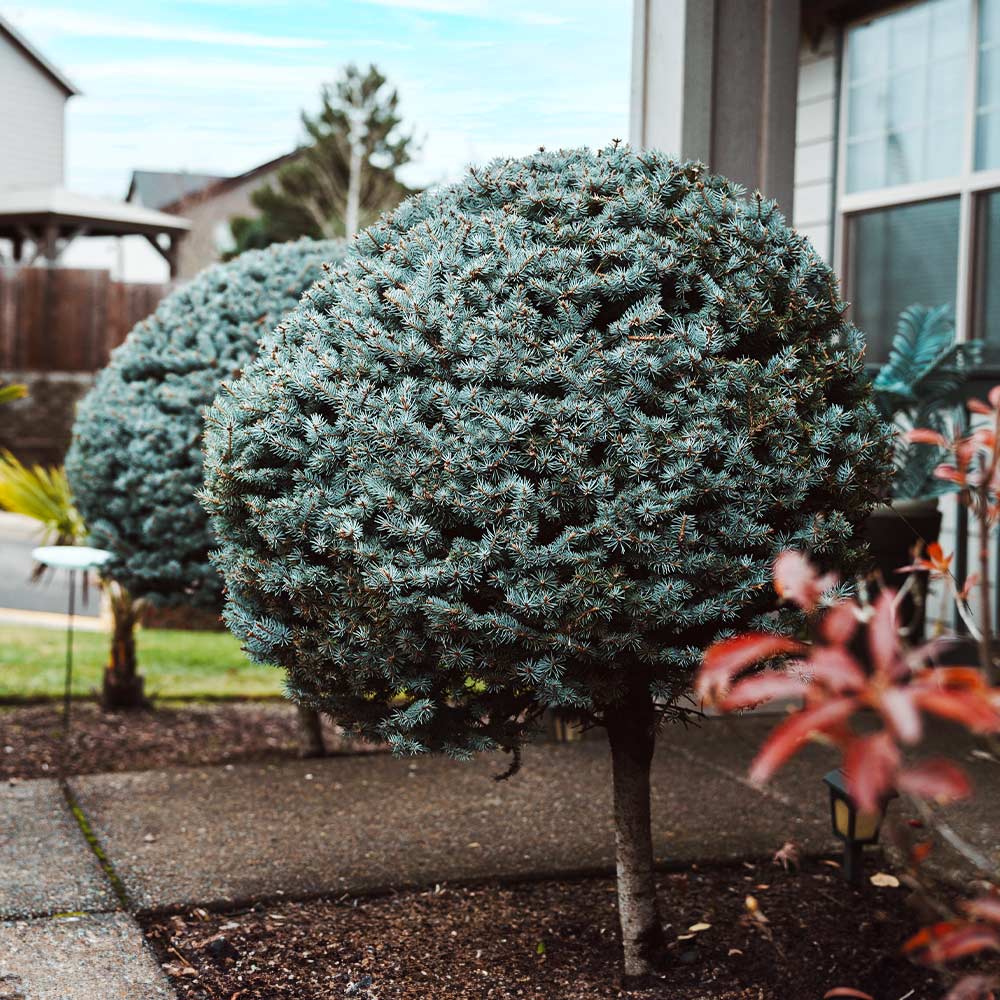 Dwarf Globe Blue Spruce Tree - Image 6