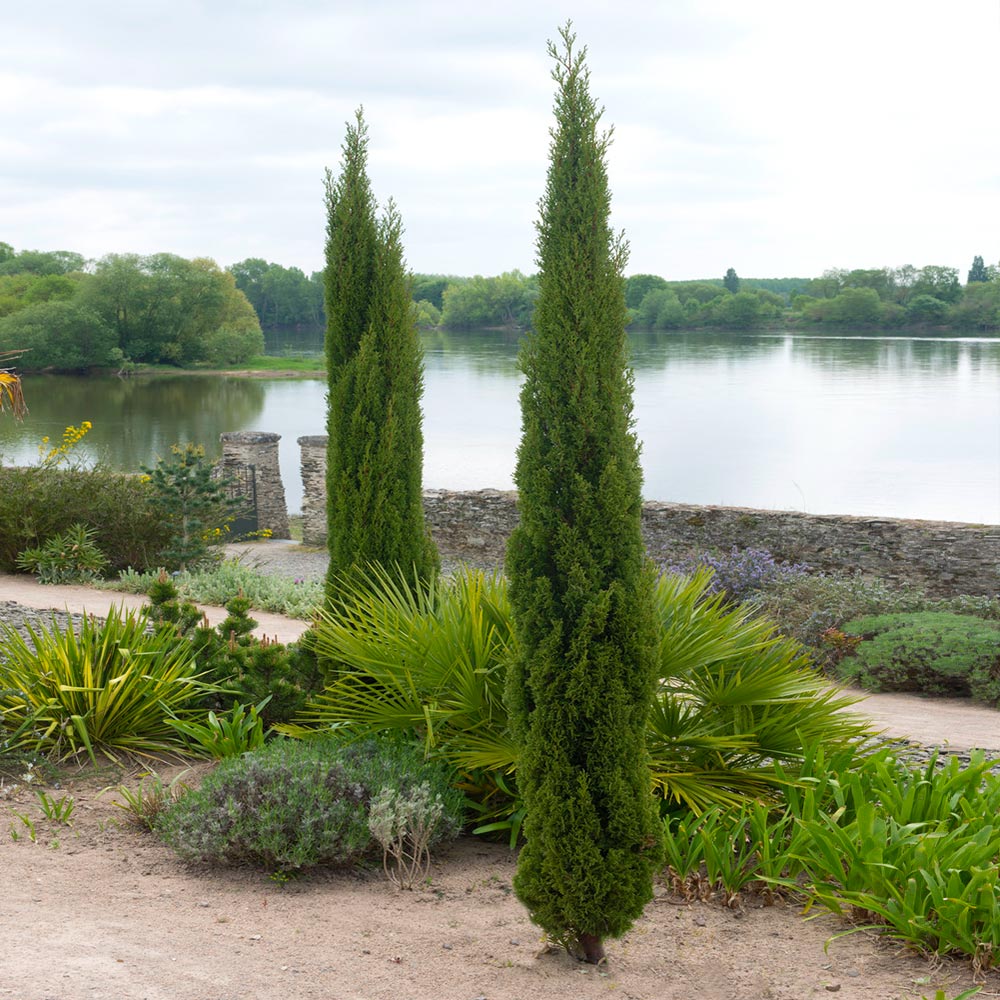 Dwarf Italian Cypress - Image 2