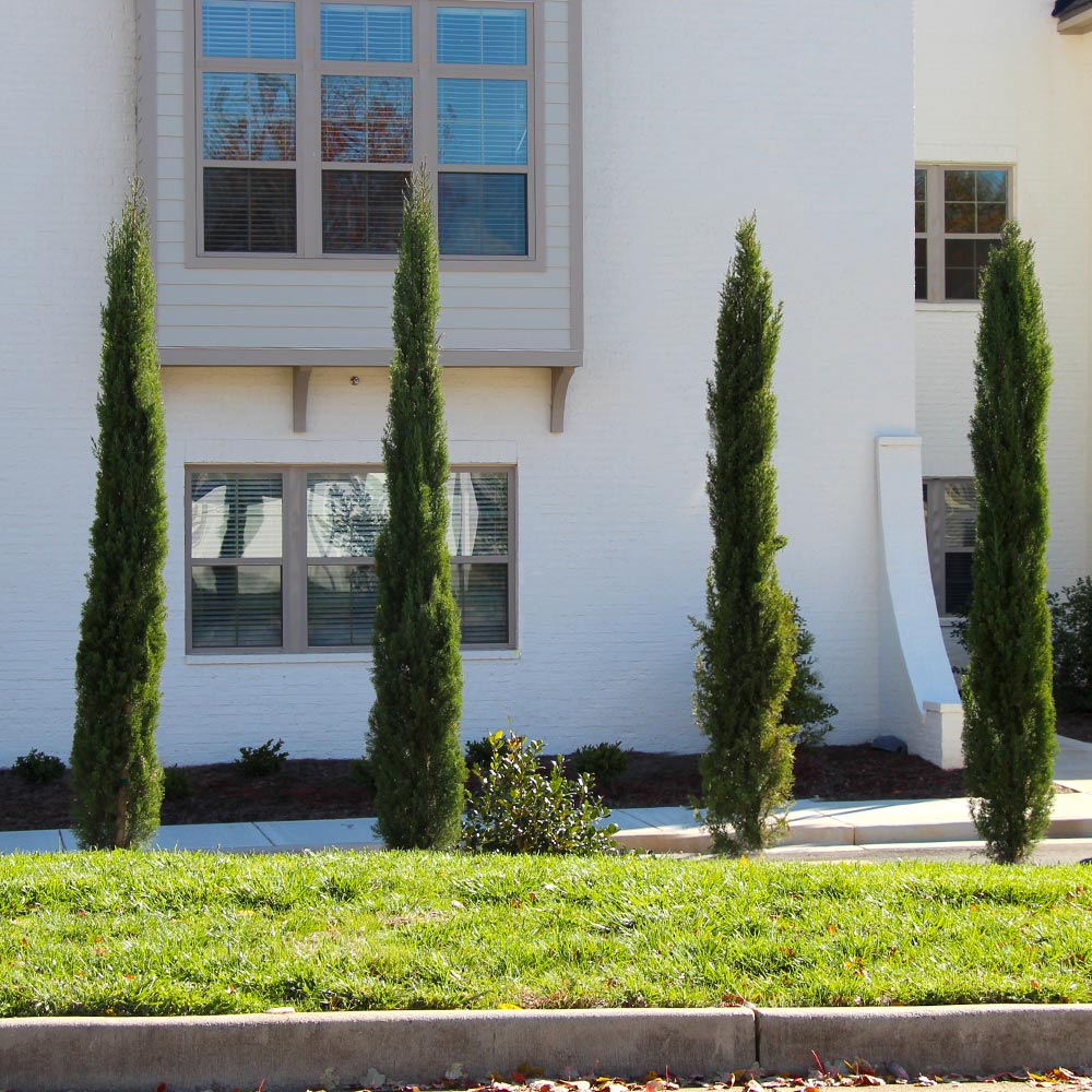 Dwarf Italian Cypress - Image 3