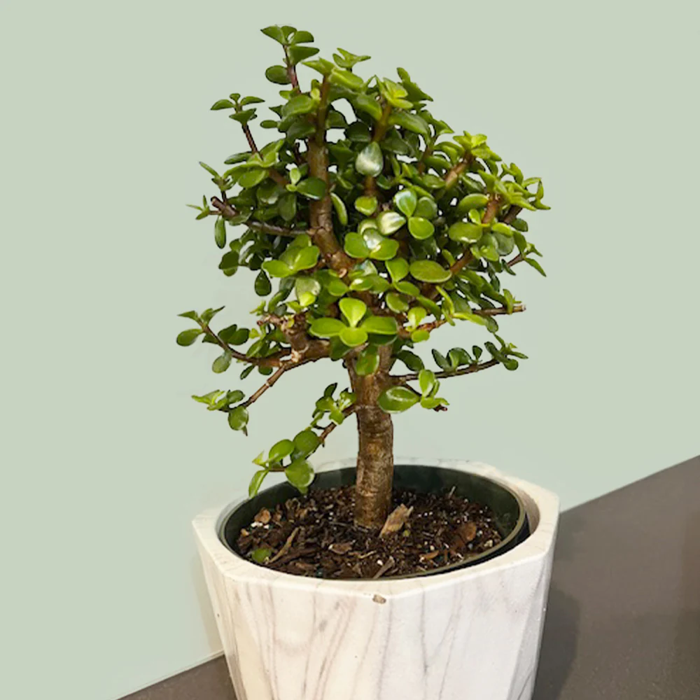Dwarf Jade Plant - Image 2