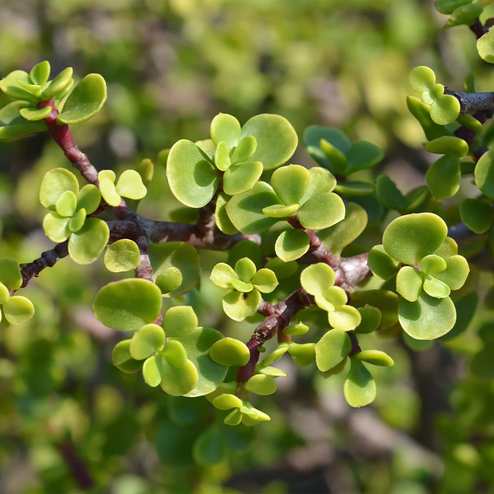 Dwarf Jade Plant - Image 3