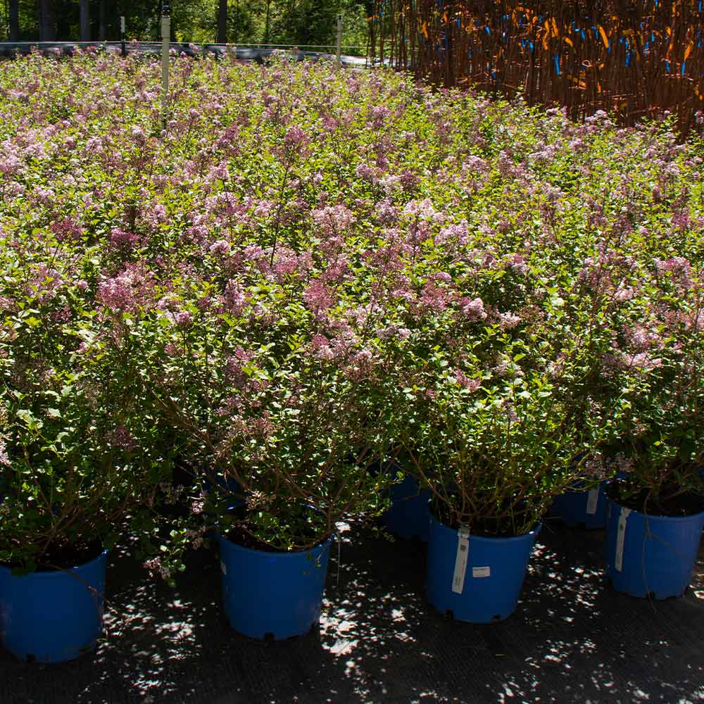 Dwarf Korean Lilac Shrub - Image 4